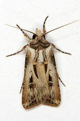 Agrotis spinifera
