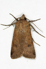 Agrotis trux
