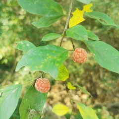 Maclura tricuspidata