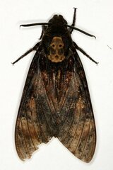 Acherontia atropos