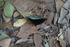 Lexias pardalis jadeitina