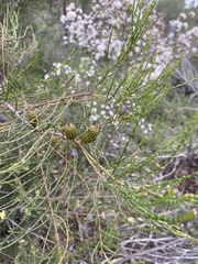 Allocasuarina muelleriana