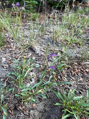 Penstemon gracilentus
