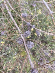 Allocasuarina muelleriana