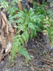 Asplenium onopteris