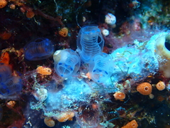 Clavelina moluccensis