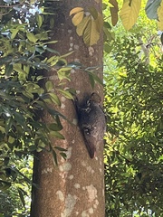 Galeopterus variegatus