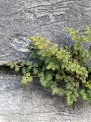 Asplenium ruta-muraria