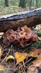 Phaeotremella foliacea