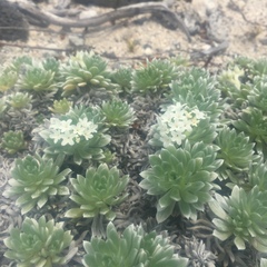 Heliotropium anomalum