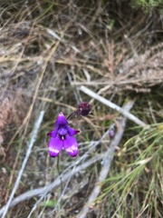 Elythranthera brunonis