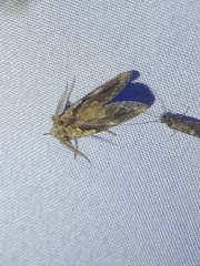 Plusiodonta compressipalpis