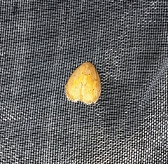 Heliohemonia aurantia