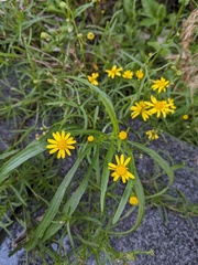 Senecio inaequidens