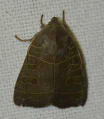Ipimorpha subtusa