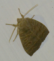 Ipimorpha subtusa