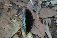 Lexias pardalis jadeitina