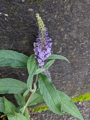 Buddleja davidii