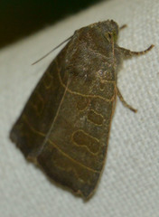 Ipimorpha subtusa