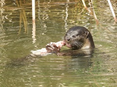 Lutrogale perspicillata