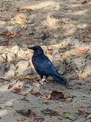 Corvus corone