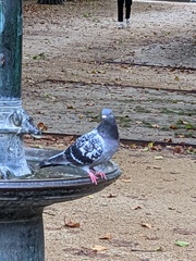 Columba livia domestica