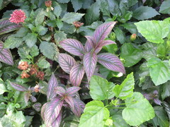 Strobilanthes auriculata