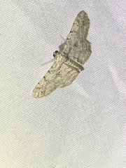 Iridopsis defectaria