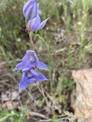 Thelymitra megcalyptra