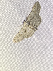 Iridopsis defectaria