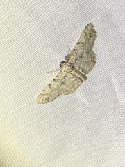 Iridopsis defectaria