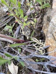 Thelymitra megcalyptra