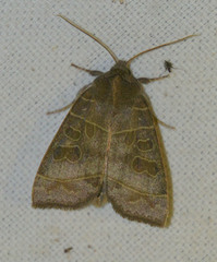 Ipimorpha subtusa