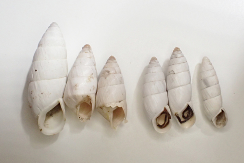 Brephulopsis cylindrica