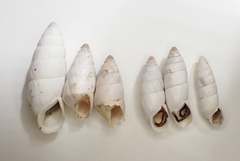 Brephulopsis cylindrica