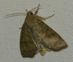 Ipimorpha subtusa