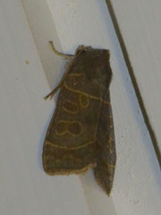 Ipimorpha subtusa