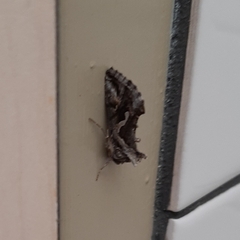 Chrysodeixis argentifera