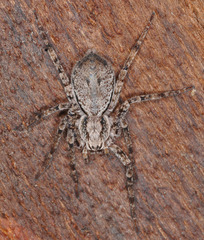 Tomopisthes horrendus