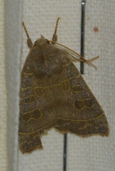 Ipimorpha subtusa