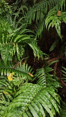 Blechnum