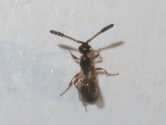 Basalys