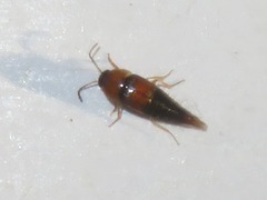 Tachyporus solutus
