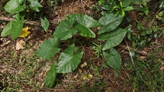 Alocasia