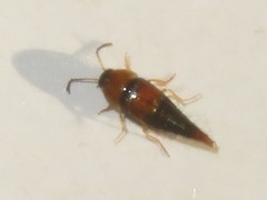 Tachyporus solutus