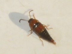 Tachyporus solutus
