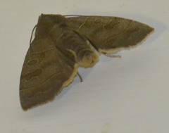 Ipimorpha subtusa