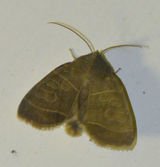 Ipimorpha subtusa