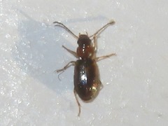 Acupalpus dubius
