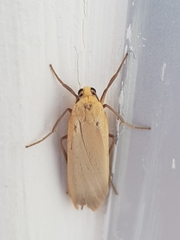 Eilema depressa